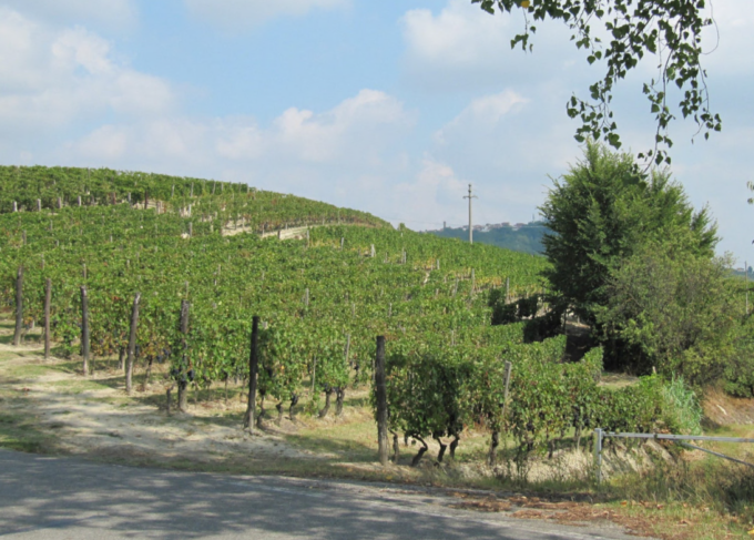 Per il comparto vitivinicolo piemontese la regione ha stanziato oltre 19 milioni di euro