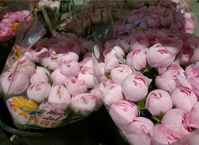 La Liguria è in testa alla classifica italiana della produzione floricola
