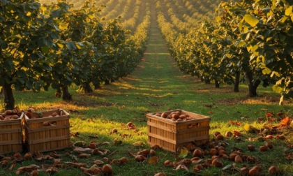 In Piemonte la nocciola è da salvare dopo il crollo della produzione dovuto a condizioni meteo e funghi
