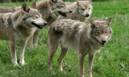 Rapporto Grandi Carnivori: in Lombardia nel 2024 lupi e orsi sono più che raddoppiati
