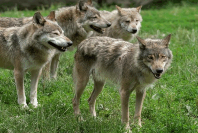 Rapporto Grandi Carnivori: in Lombardia nel 2024 lupi e orsi sono più che raddoppiati