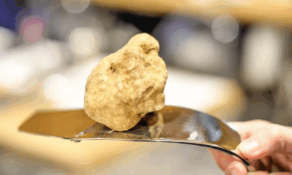 Al museo delle Scienze naturali di Torino presentata la 95ª edizione della Fiera del Tartufo bianco d’Alba