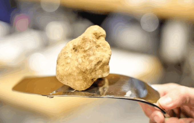 Al museo delle Scienze naturali di Torino presentata la 95ª edizione della Fiera del Tartufo bianco d’Alba
