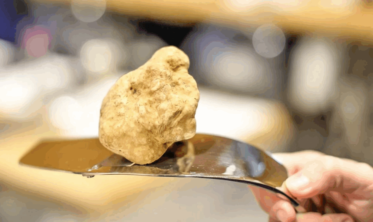 Tuber Next Gen 2025 è il progetto della Regione per tutelare e far crescere la tradizione del tartufo piemontese