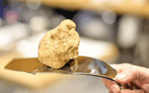 Tuber Next Gen 2025 è il progetto della Regione per tutelare e far crescere la tradizione del tartufo piemontese