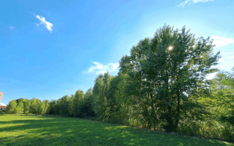 Il censimento degli alberi di Legambiente: nel 2024 messi a dimora oltre 3 milioni di nuove piante