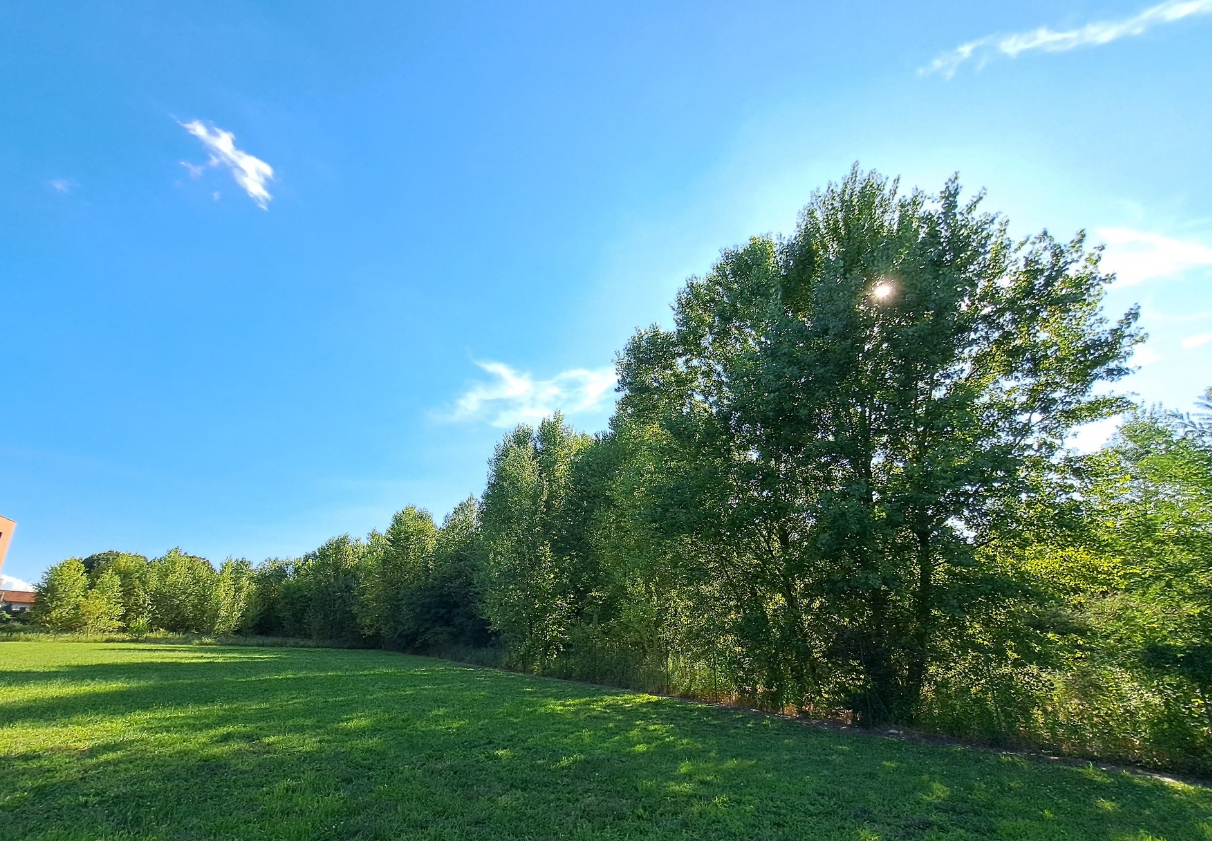 Il censimento degli alberi di Legambiente: nel 2024 messi a dimora oltre 3 milioni di nuove piante