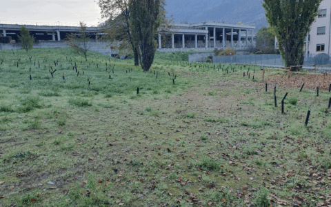 Forestazione urbana per contrastare il cambiamento climatico in Piemonte: il piano da 22 milioni di euro