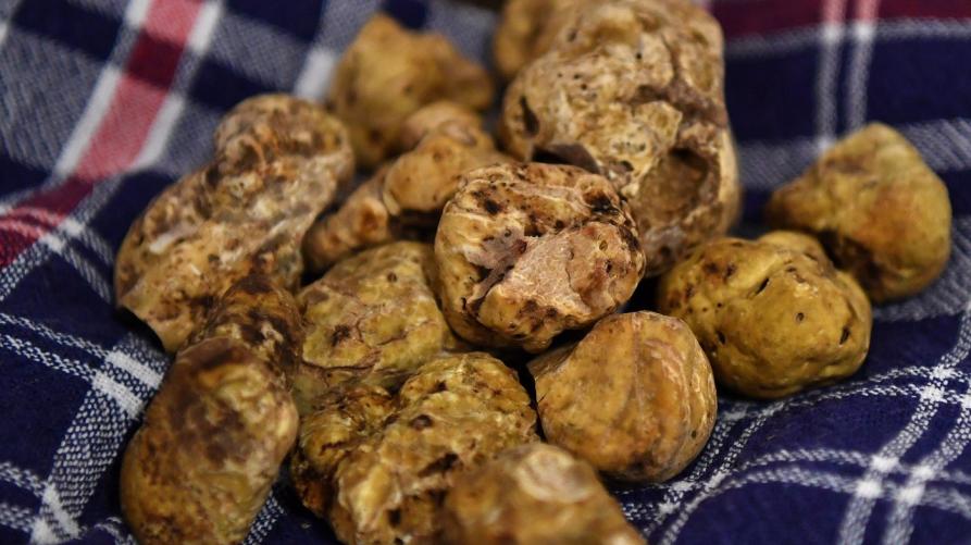 In Piemonte crescono le aree a vocazione tartufigena