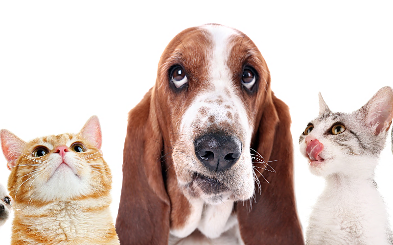 Animali domestici nel Nordovest nel 38,5% delle famiglie