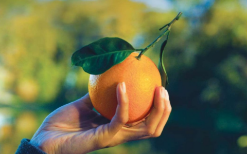 Arance rosse per la ricerca da Bennet l’aiuto per promuovere la prevenzione di Fondazione Airc