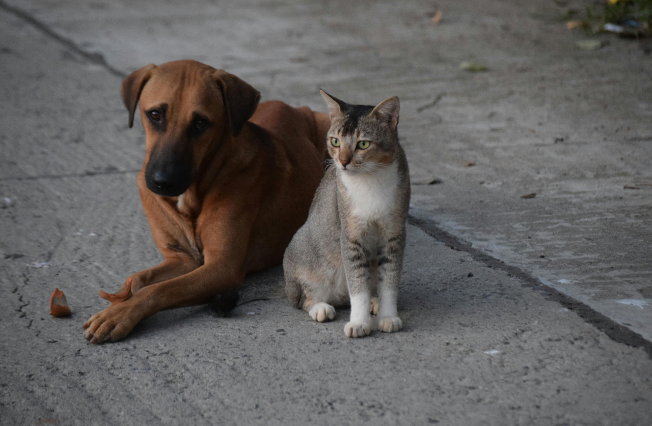 Per gli animali domestici nelle regioni del Nordovest si spende sempre di più