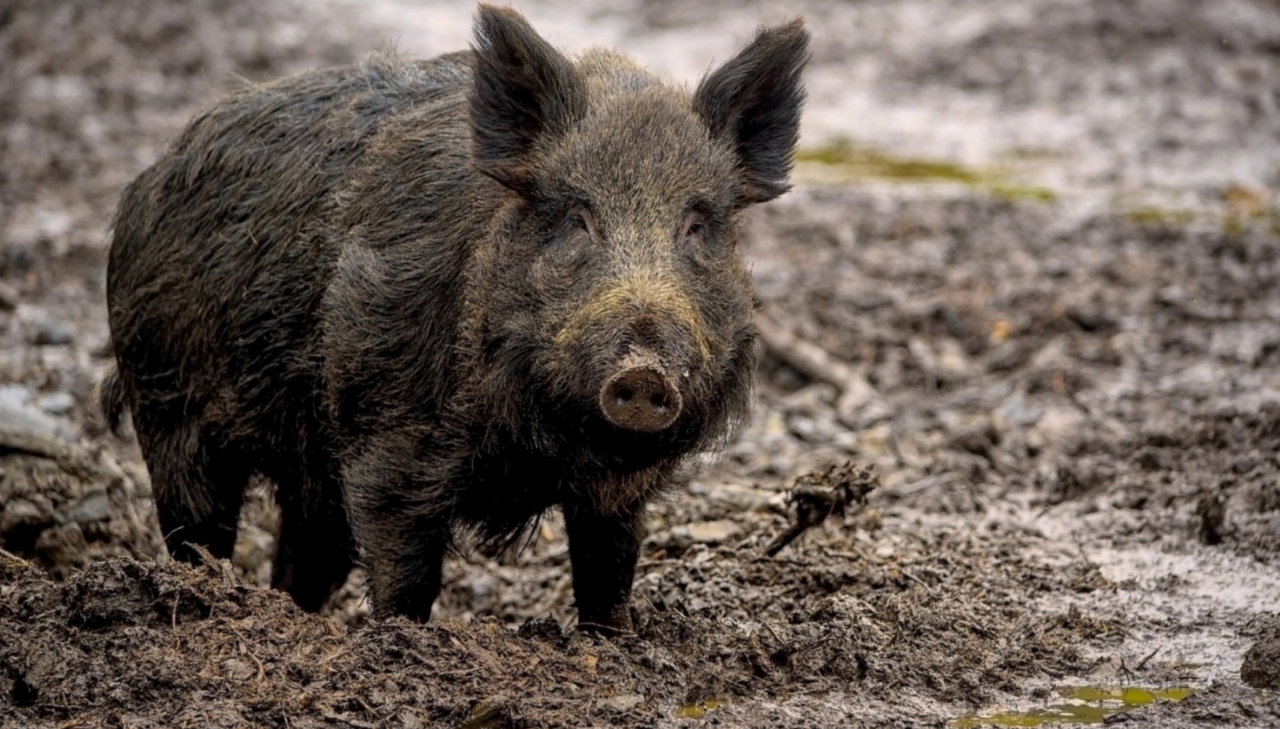 Peste suina in Piemonte, il piano degli interventi futuri
