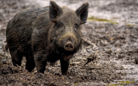 Peste suina in Piemonte, il piano degli interventi futuri
