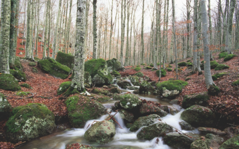 I boschi piemontesi sono i più protetti del Nordovest