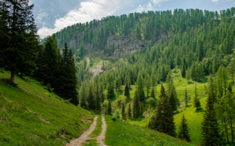 In Lombardia la riscossa del bosco