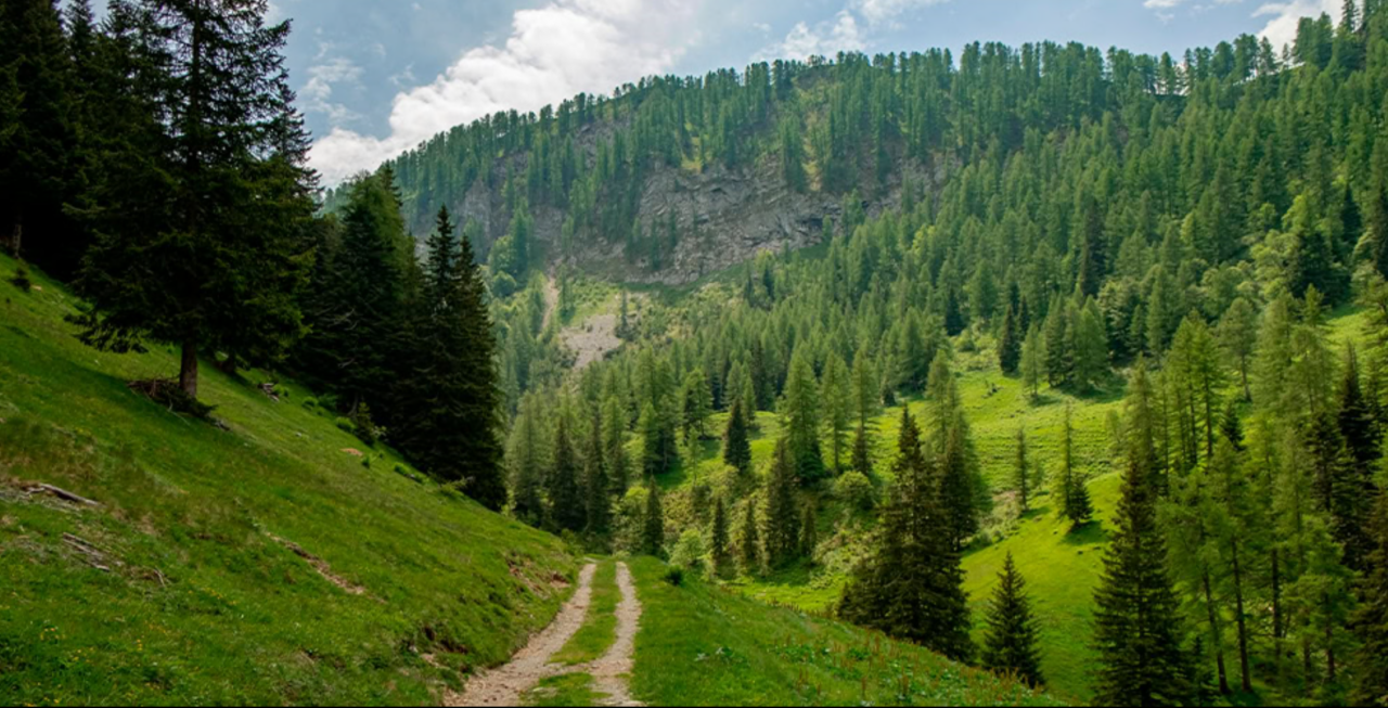 «Proteggiamo la biodiversità dei boschi per garantire un futuro al territorio»
