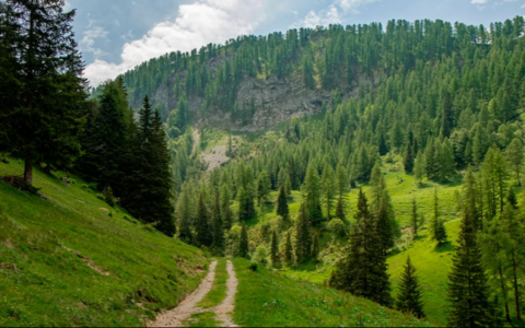 «Proteggiamo la biodiversità dei boschi per garantire un futuro al territorio»
