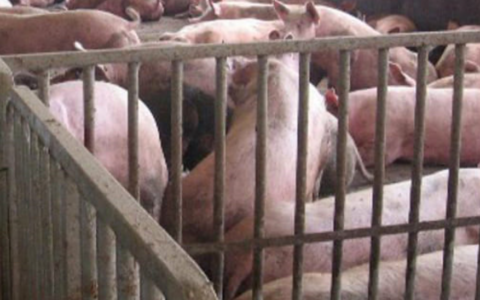 Allevamenti intensivi in Lombardia: rilevato l’eccesso