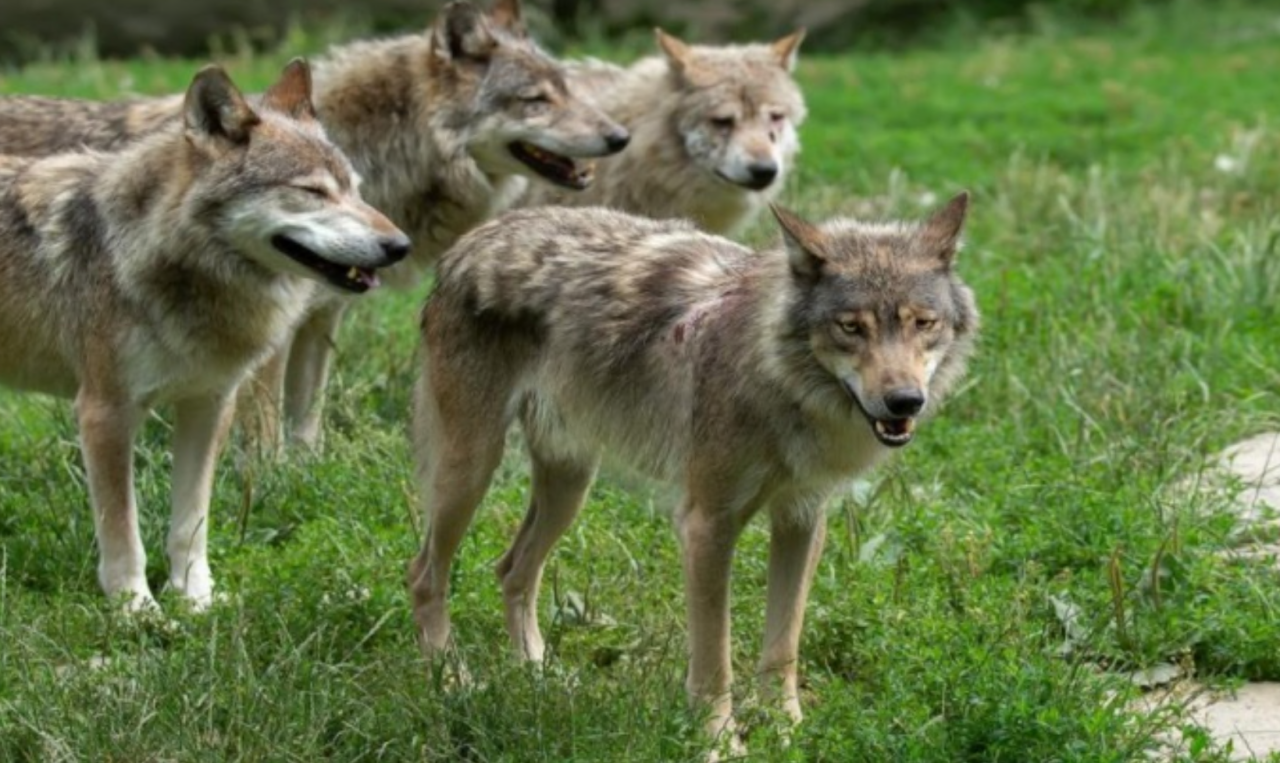 In Lombardia stanno tornando lupi, orsi e cinghiali