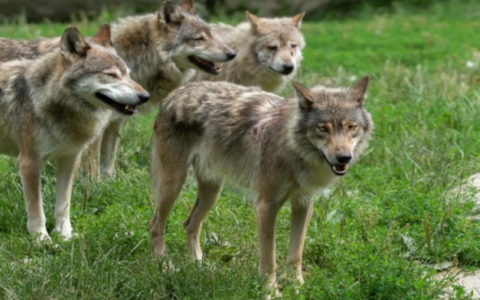 In Lombardia stanno tornando lupi, orsi e cinghiali