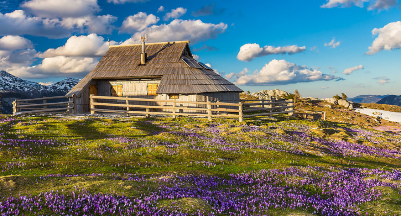 Velika Planina, l’altopiano immerso tra zafferani viola
