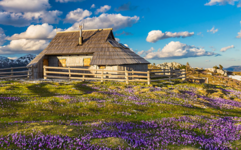 Velika Planina, l’altopiano immerso tra zafferani viola