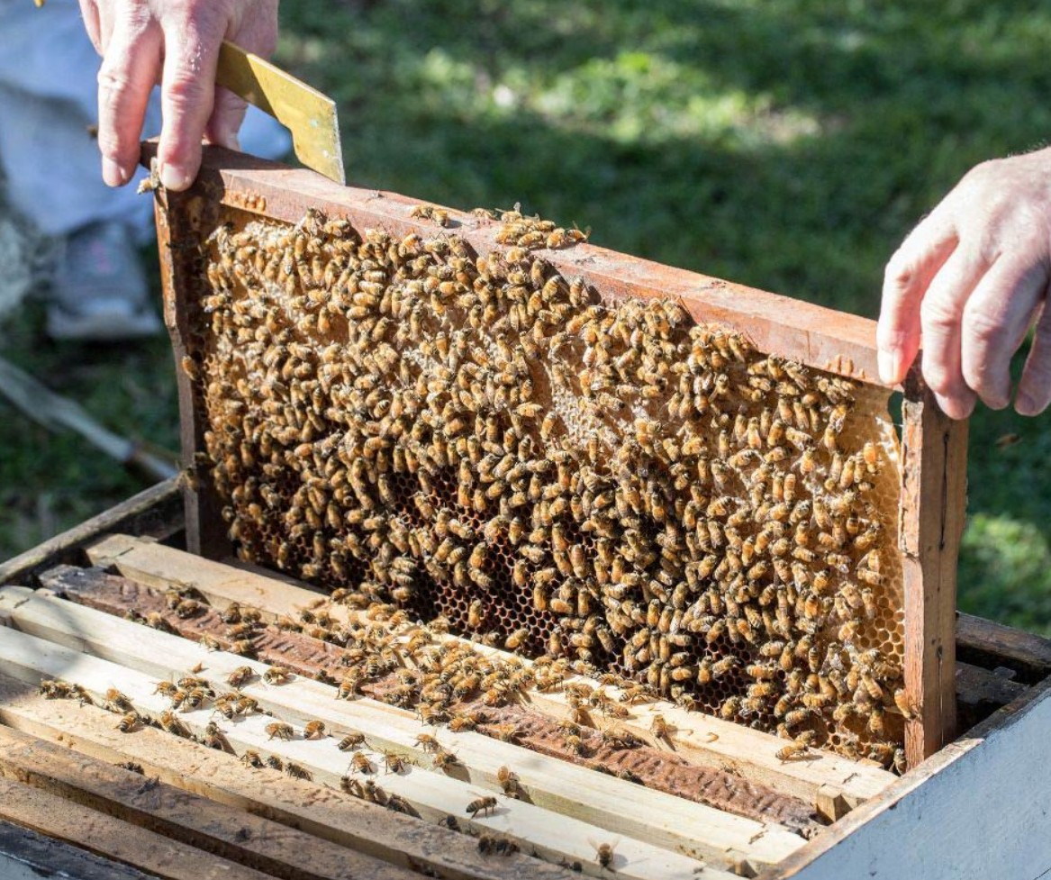 Aumentano le persone che scelgono di fare le vacanze in natura in mezzo alle api