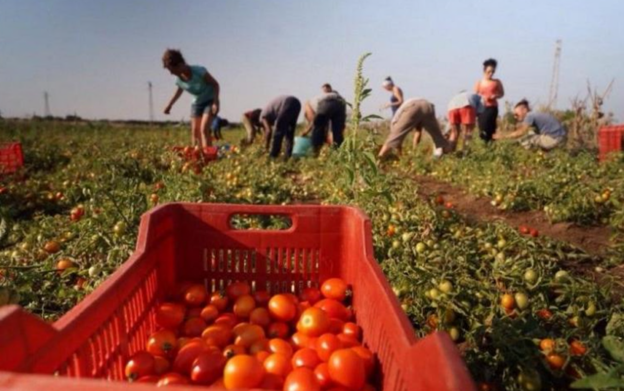 Caporalato al Nord: 39 casi denunciati nel 2024