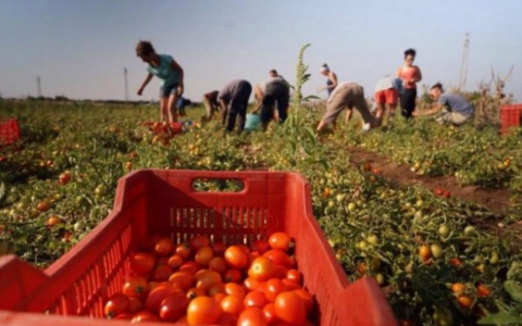 Caporalato al Nord: 39 casi denunciati nel 2024