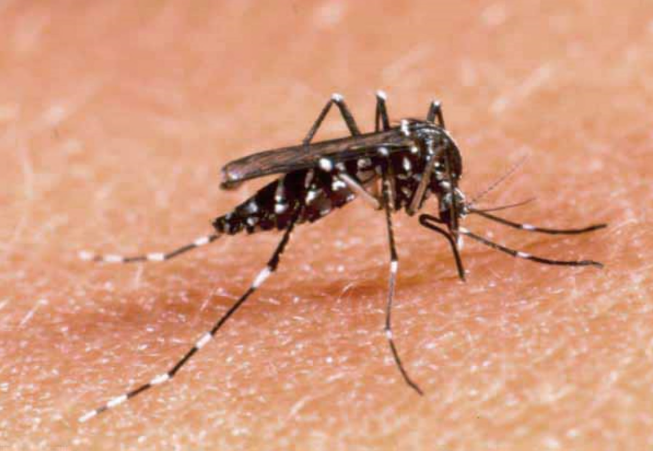 Caldo e zanzare: ecco i  consigli  per  prevenire i rischi per la salute