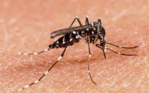 Caldo e zanzare: ecco i  consigli  per  prevenire i rischi per la salute