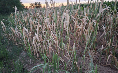 Preoccupa la siccità nei campi del Nordovest