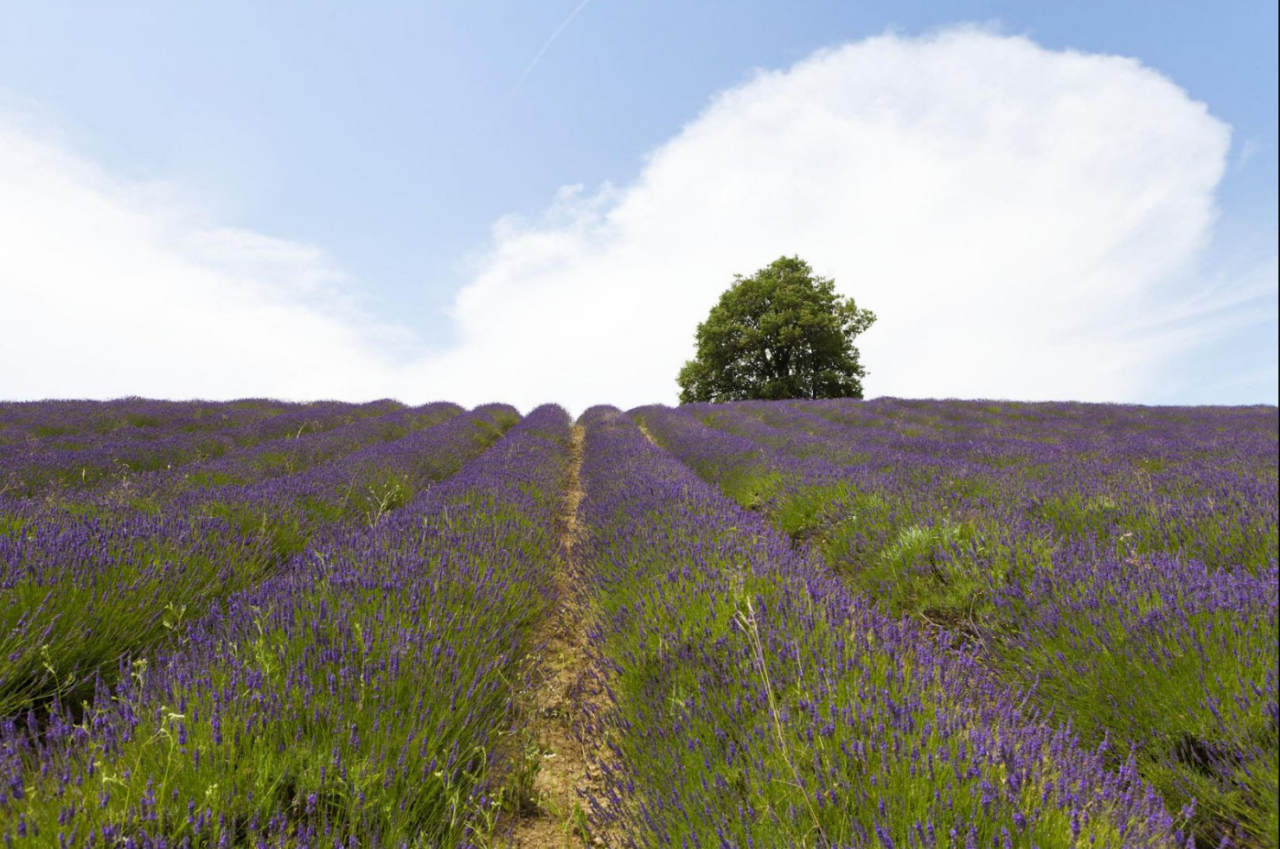 Il Piemonte in estate si tinge di viola