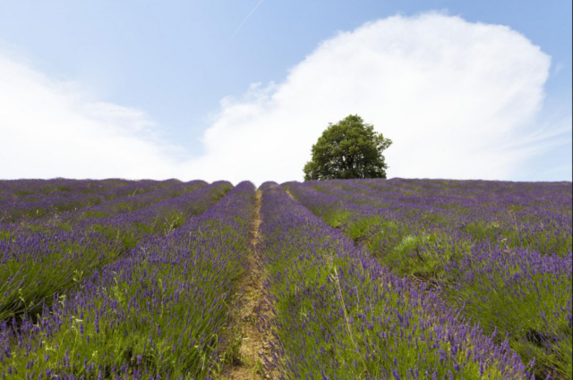 Il Piemonte in estate si tinge di viola