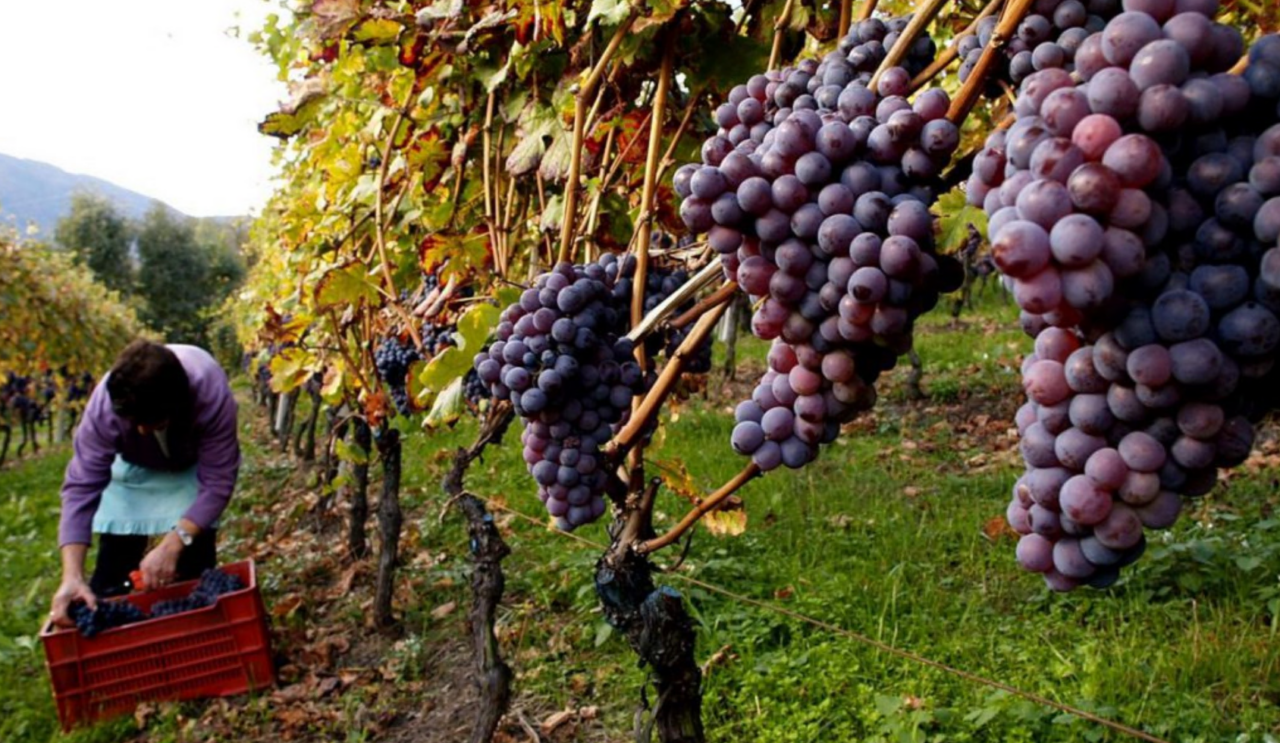 La maturazione dell’uva è perfetta