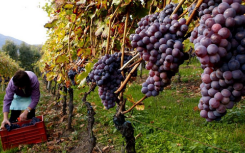 La maturazione dell’uva è perfetta